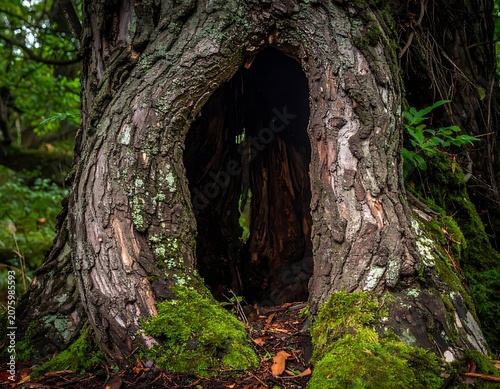 A hollow tree trunk surrounded by moss and greenery