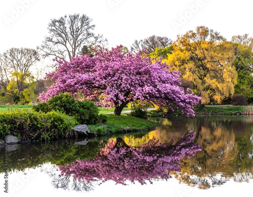Vibrant spring garden with blooming lilacs and tulips.