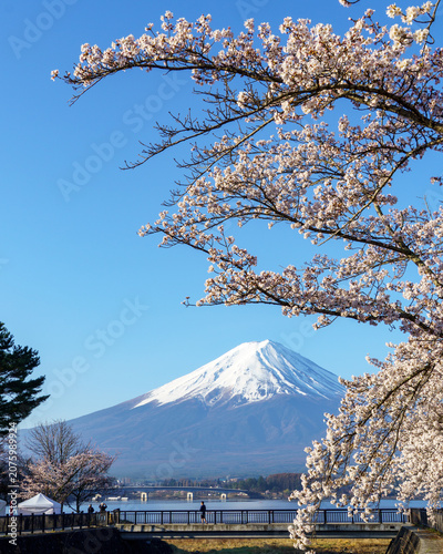 Beautiful portrait orientation of Mount Fuji with blooming cherry blossom branches against a clear blue sky at Lake Kawaguchi in spring, Yamanashi, Japan.