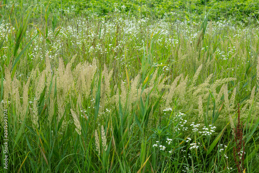 Obraz premium Wildflowers and Green Grass Covering a Meadow