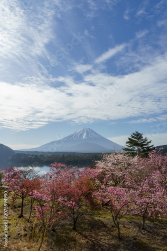 Majestic vertical spring landscape of Mount Fuji and blooming cherry blossoms under a beautiful cloudy blue sky at Lake Shoji, Yamanashi, Japan.
