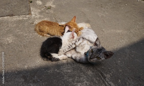 Photography kittens nursing, mother cat breastfeeding her 3 kittens in the yard