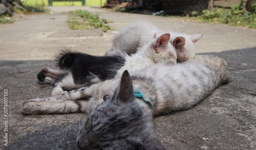 Photography domestic cat, kittens nursing, mother cat breastfeeding her 3 kittens in the yar