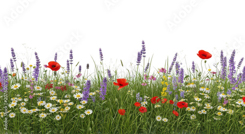 A vibrant meadow filled with colorful wildflowers isolated on a black background