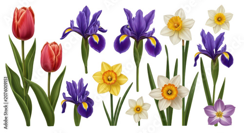 A beautiful collection of vibrant spring flowers isolated on a black background