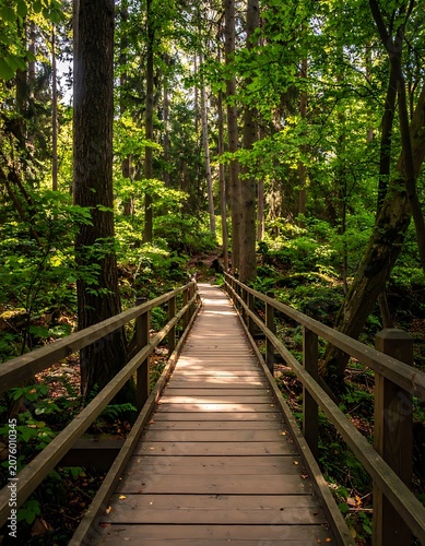 A serene wooden walkway through a lush forest (1)