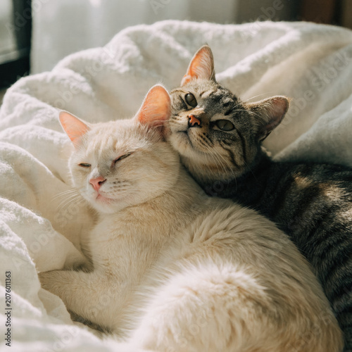 Two cat cuddling on soft bed in warm sunlight, peaceful domestic pet scene with cream and gray fur