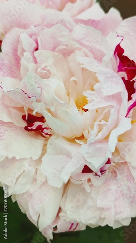 Close-up of pink peony flowers. Slow motion	