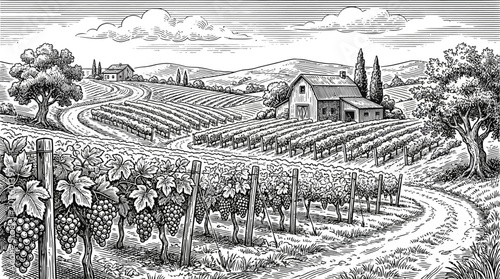 Detailed black and white vintage engraving vector illustration of a scenic vineyard landscape featuring rolling hills rows of grapevines and rural farming scenery in an old world classic style