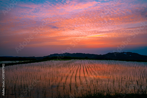Canvastavla 夕日に染まる水田