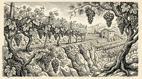 Intricate vintage vineyard engraving vector illustration featuring lush grape vines and ripe fruit clusters in a classic woodcut style for agricultural harvest wine label design concept.