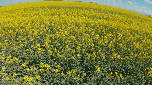 Expansive rapeseed field in full bloom with vivid yellow flowers green leaves under clear blue sky. Natural sunlight creates warm tones soft shadows. View from above