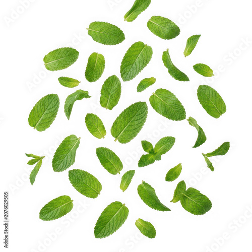 Scattered Fresh Green Mint Leaves Isolated on White Background.