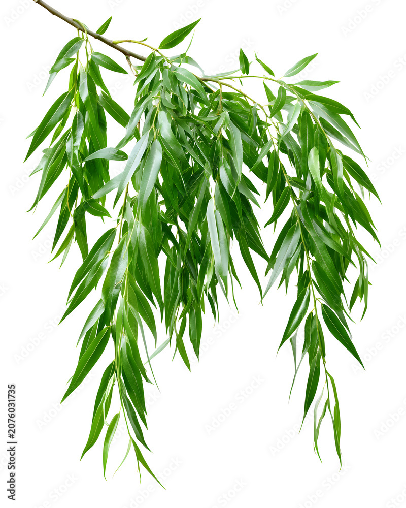 Fototapeta premium Long Thin Willow Branch with Cascading Green Leaves on a White Background