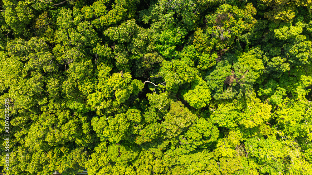 Fototapeta premium This drone perspective captures the harmony between water resources and tropical rainforest, emphasizing the ecological importance of Bang Wad Dam.