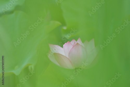葉の隙間からのぞく蓮の花