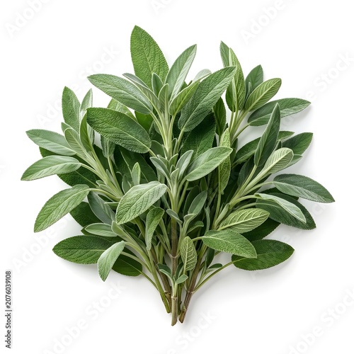Fresh Green Sage Leaves From Antique Workshop On Clean White Background, Showing Natural Texture And Organic Detail, Perfect For Cooking, Gardening And Herbal Design