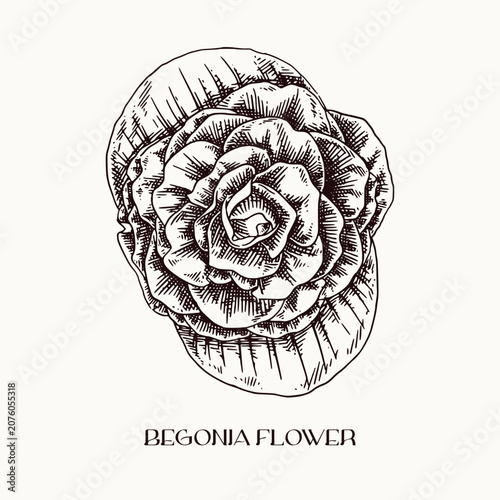 Hand Drawn Begonia Bouquet Elegant Garden Flower Illustration