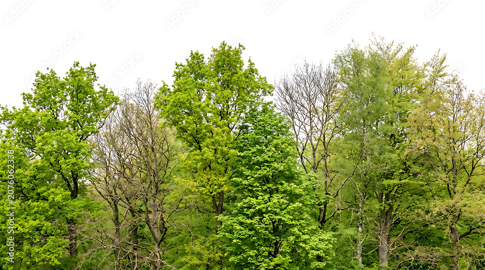 Fototapeta premium Lush green trees against a bright white sky forest