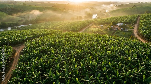 Beautiful Tea Plantation Landscape with Morning Sunrise Light