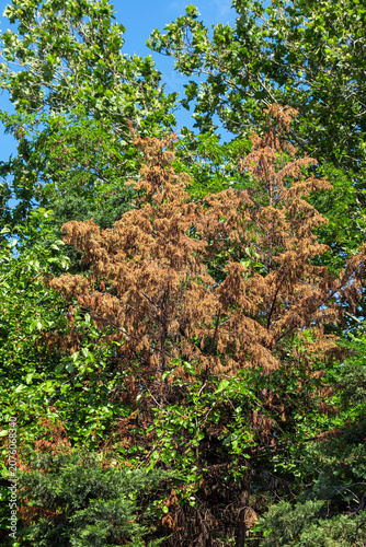 Pine tree branches that have dried out due to disease or fire. Among green tree branches.
