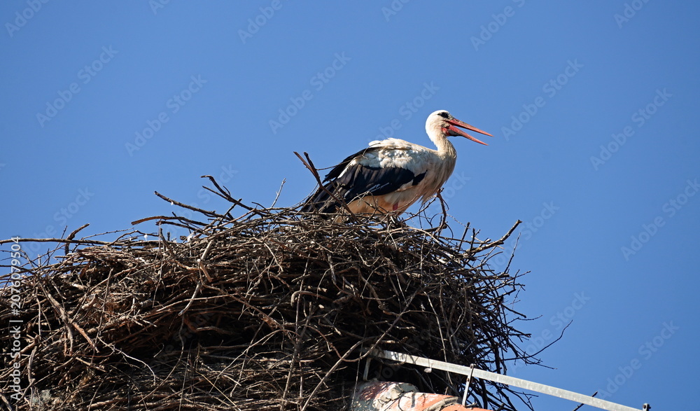 Fototapeta premium Stork on the rooftop in the village in Croatia