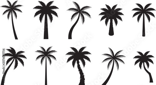 Fotografie Black silhouettes of various palm trees on white background for design and decor