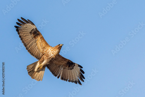 Obraz na plátně buzzard, hawk, bird, raptor, predator, wing, feather, flight, soaring, airborne,