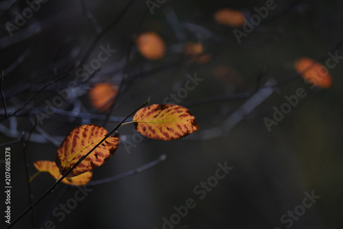 Bright orange and yellow autumn leaves on dark black tree branches. Photo with shallow focus taken near Breda, Netherlands. 