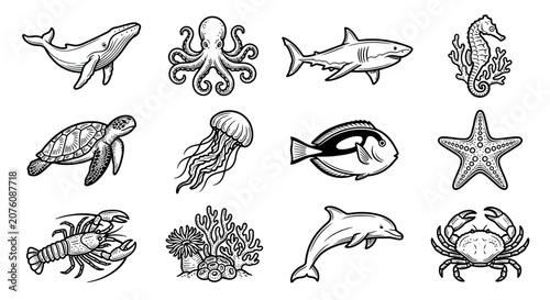 Photography Marine animals illustrations set collection 1.
