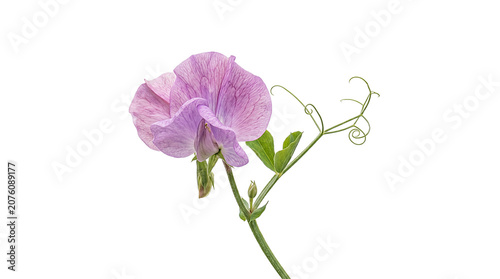 Quadro su tela Purple sweet pea flower isolated on transparent surface.