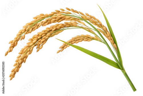 Golden stalks of ripe rice isolated on transparent background