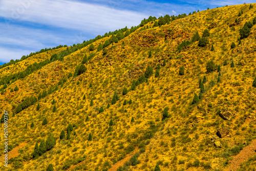 Canvastavla Arid Mountainside with Golden Grass and Coniferous Trees