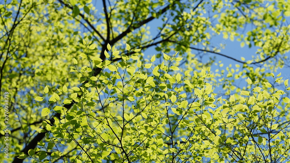 Fototapeta premium The fresh green leaves full of the branches in spring