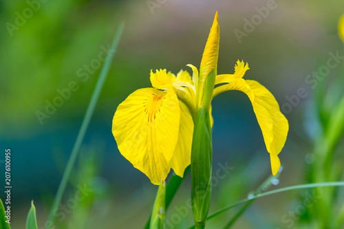Iris swamp yellow, perennial herbaceous plant.