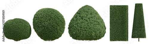 Golden Oriental Arborvitae 3D Render Plant Of Lush Green Foliage On Transparent Background For Presentation