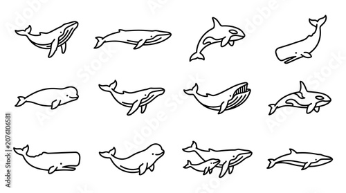 Tableau sur toile Black and white whale and dolphin drawings.