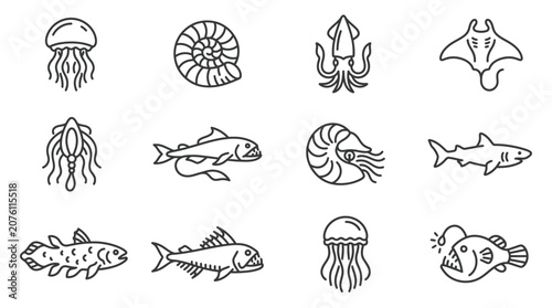 Photography Various ocean creatures and fish.