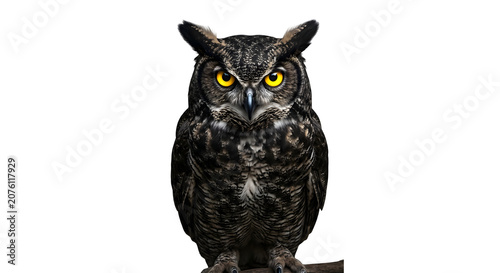 Photography Great horned owl with piercing yellow eyes