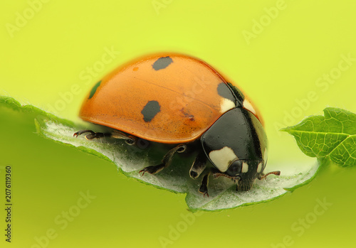 A ladybug on a leaf