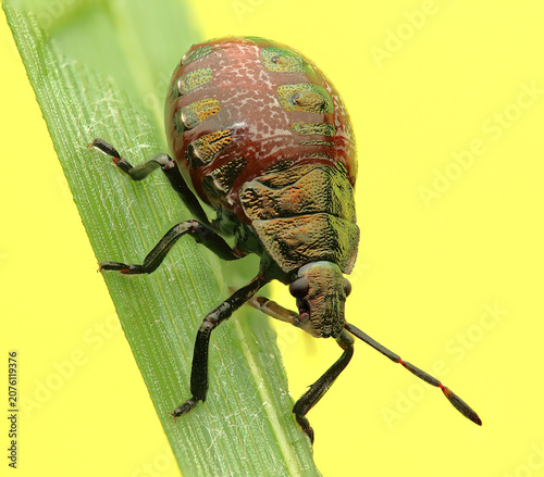 The insect *Troilus luridus* on a leaf