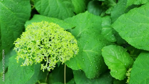 梅雨の雨上がりに水滴をまとった黄緑色のアジサイの蕾が風に揺れるクローズアップ動画素材