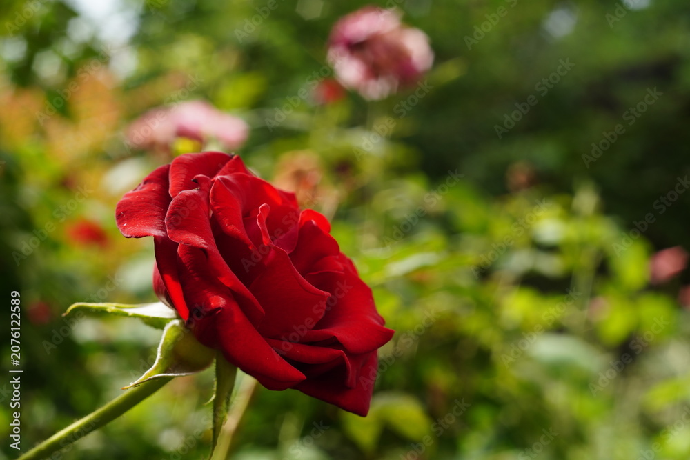 Obraz premium Bright red rose flower close up on blurred garden background with yellow, orange green colored areas and negative empty copy space