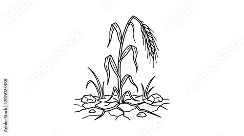 Drought-stricken wheat plant struggling in cracked dry earth, line art illustration
