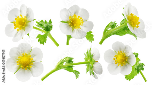 Strawberry Flower isolated, full depth of field