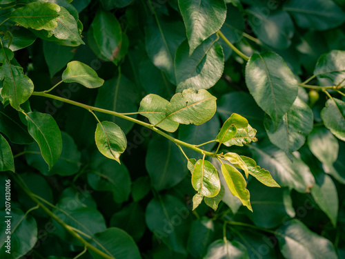 Green pears grow on the branches of a pear tree..