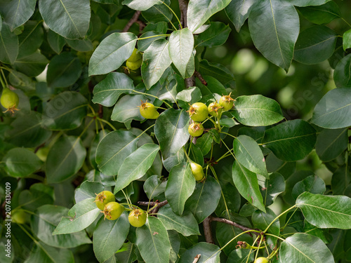 Green pears grow on the branches of a pear tree..