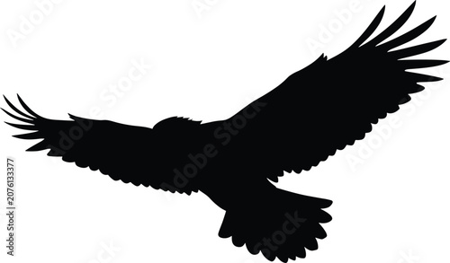 Majestic eagle silhouette soaring with outspread wings isolated on white background for wildlife and freedom concepts