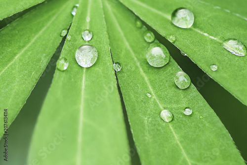 Fotografie Luminous Emerald Dew: Pure Botanical Skincare Macro Background