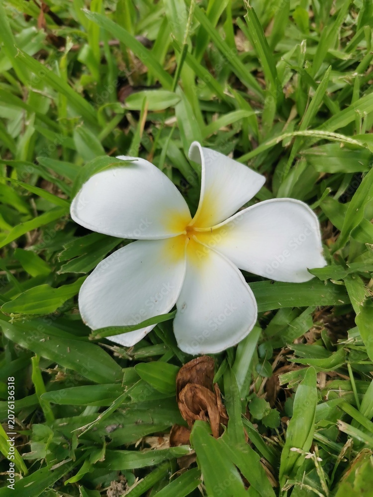 Fototapeta premium Frangipani or Plumeria alba flower on grass background